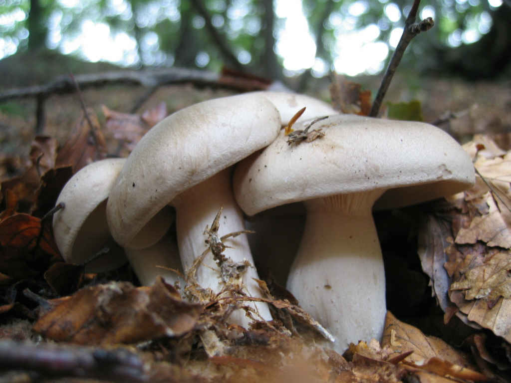 2005 :  Un anno di funghi